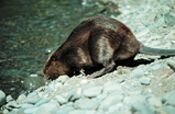 Oregon State Animal - Beaver
