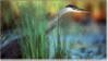 The blue heron represents the outdoors