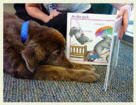 One of the many programs offered by Dove Lewis is Read to the Dogs. It allows a child participant to read to a Dove Lewis trained dog for a couple of hours twice a week at the library. It gives children who are working on their reading skills a friendly environment to read aloud in and a non-judgmental listener to read to.