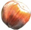 State Nut - Hazelnut