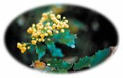Oregon State Flower - Grape (Berberis Aquifolium) 