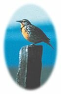 Oregon State Bird - Western Meadowlark