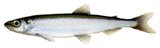 smelt