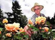 Harry Landers, a botonic specialist, is the person who oversees the International Rose Test Garden. Portlanders are grateful to Harry for all his hard work in the garden.