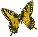 The Oregon swallowtail butterfly is the state insect.