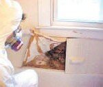 mold