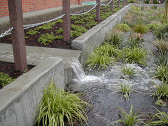 mttaborschool_raingarden