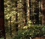 Hoyt_Arboretum