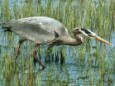 crane