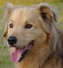goldenretriever