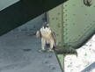 peregrine