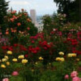 rosegarden
