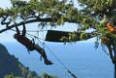 treeclimbing