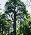 whiteoak
