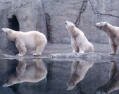 zoo_bears